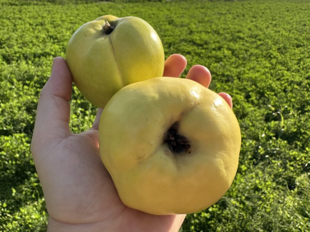 rakija od dunje